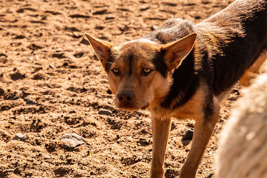 the-lees-zoom-farm-working-dog-for-sale0-2