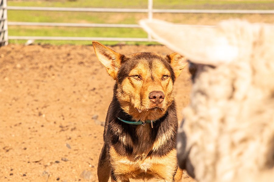 the-lees-zoom-farm-working-dog-for-sale0-3