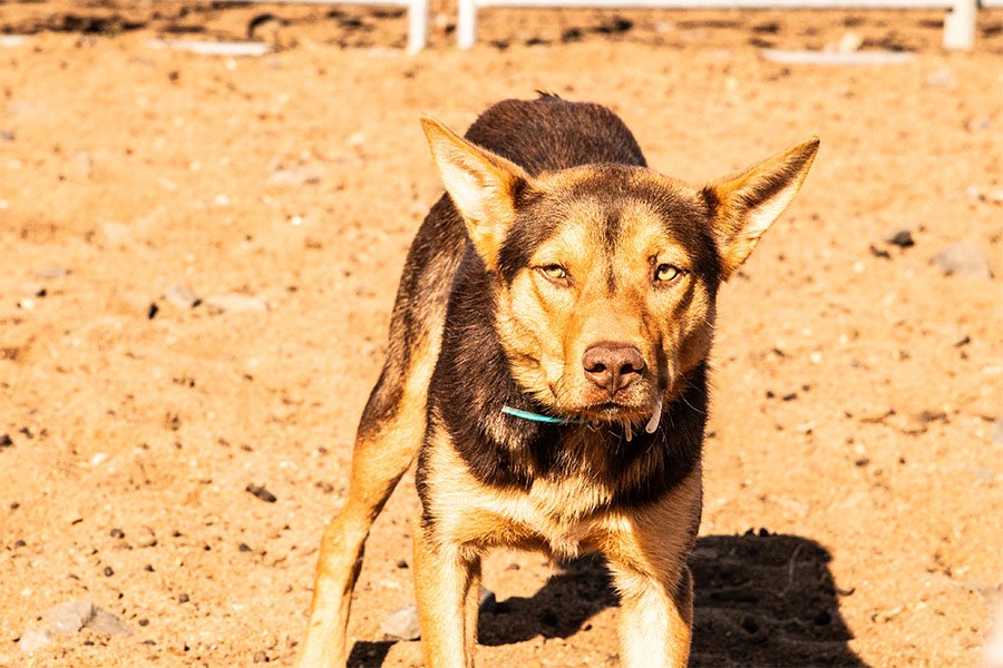 the-lees-zoom-farm-working-dog-for-sale0-4