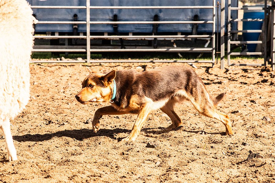 the-lees-zoom-farm-working-dog-for-sale0-5