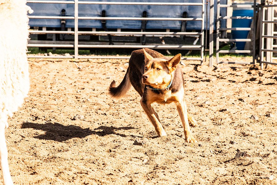 the-lees-zoom-farm-working-dog-for-sale0-6