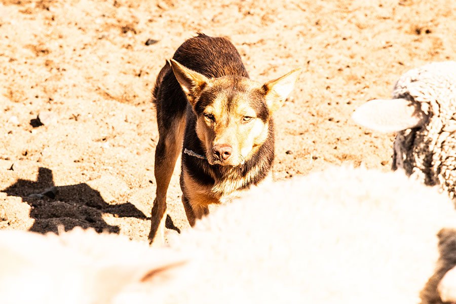 the-lees-zoom-farm-working-dog-for-sale0-7