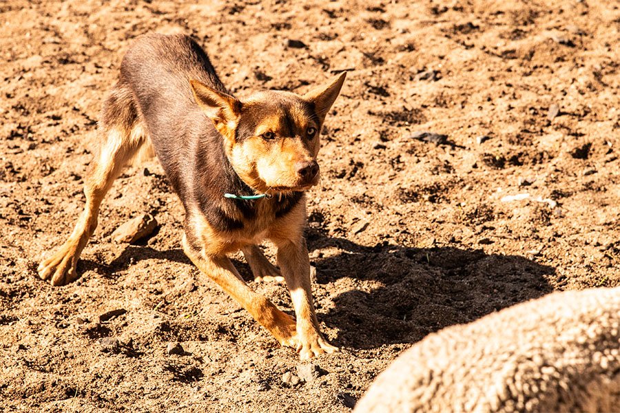 the-lees-zoom-farm-working-dog-for-sale0-8