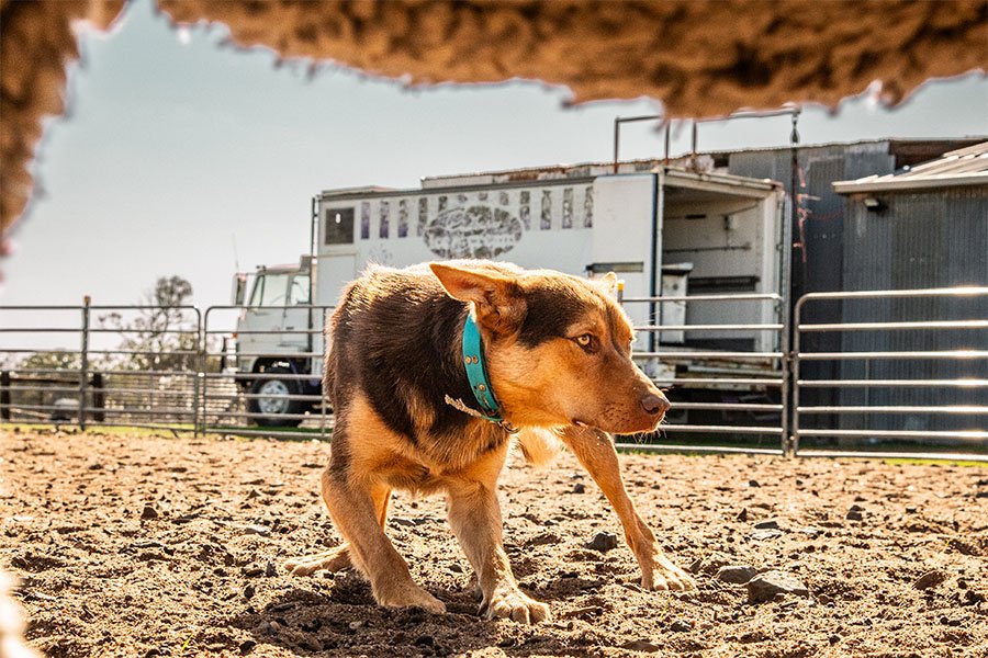 the-lees-zoom-farm-working-dog-for-sale0-9